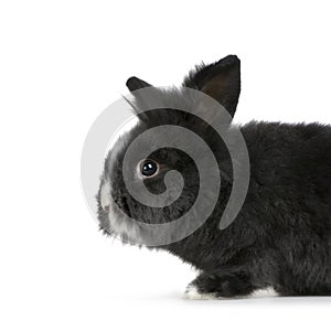 Dwarf rabbit