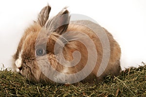 Dwarf rabbit