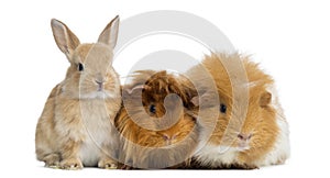 Dwarf rabbit and Guinea Pigs, isolated