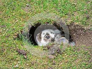 Dwarf rabbit sits in a self-dug cave in the garden lawn