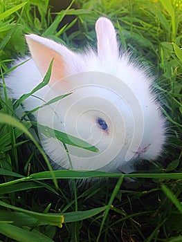 Dwarf rabbit munching on clover leaf