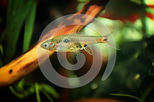 Dwarf rasbora Freshwater fish in the nature aquarium, is often as often referred as Boraras maculatus. Animal aquascaping photo