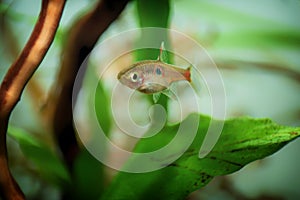 Dwarf rasbora Freshwater fish in the nature aquarium, is often as often referred as Boraras maculatus. Animal aquascaping photo