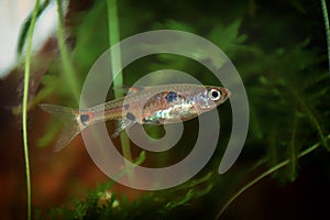 Dwarf rasbora Freshwater fish in the nature aquarium, is often as often referred as Boraras maculatus. Animal aquascaping photo