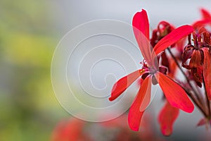 Dwarf Red flower, latin name Pelargonium Friesdorf , close up view in Birmingham Botanical Gardens.
