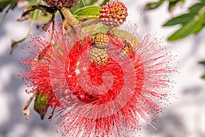 Dwarf Red powder Puff Treeplant flower and seeds