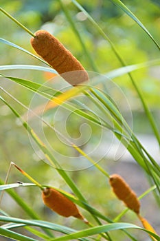 Brown dwarf Reed Mace Typha Minima in a small pond s