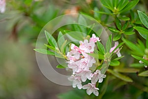 Dwarf Rhododendron micranthum Bloombux, flowering plant