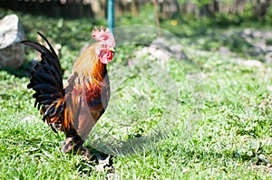 Dwarf rooster posture