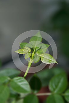 Dwarf rose on window sill ready to bloom