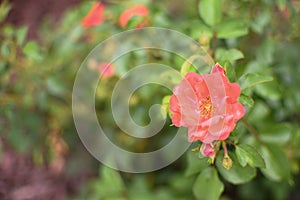 Dwarf roses. Beautiful coral miniature rose or fairy rose