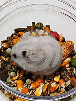 Dwarf Russian. Winter White Hamster eating seeds