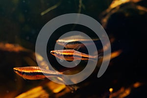 Dwarf schooling species pencilfish, shoal swim in biotope design aquarium, neon glowing colors in low light photo