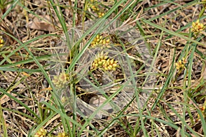 Dwarf sedge Carex pumila