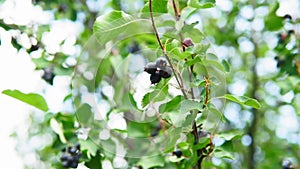 Dwarf shadbush, chuckley pear, or western juneberry is a shrub with edible berry-like fruit, native to North America