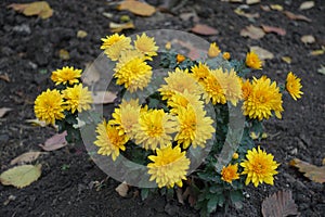 Dwarf shrub of amber yellow Chrysanthemums