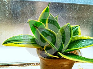 Dwarf Snake Plant or Sansevieria Black Star ,in a small pot with a frosted glass background