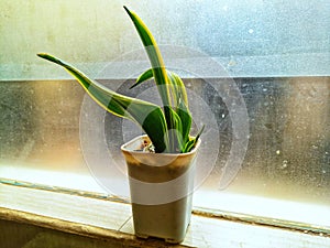 Dwarf Snake Plant or Sansevieria Black Star ,in a small pot with a frosted glass background