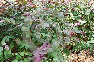 Dwarf Snowbush, Breynia disticha, Euphorbiaceae