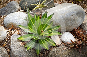 Dwarf Snowbush, Breynia disticha, EuphorbiaceaeSoap Aloe, Aloe, maculate, at Florida Botanical Garde