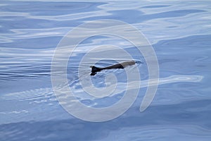 Dwarf Sperm Whale, Kogia sima photo