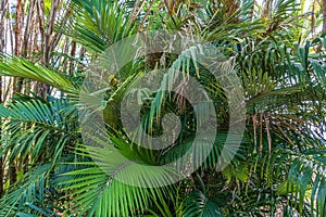 Dwarf sugar palm a.k.a. Formosa palm Arenga engleri, native to Taiwan and Japan`s Ryukyu Islands - Florida, USA