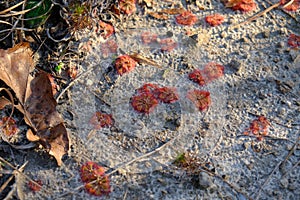 Dwarf Sundew Drosera Brevifolia Kisatchie National Forest Louisiana