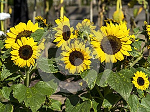 Dwarf sunflowers, variety Bambino, in full bloom