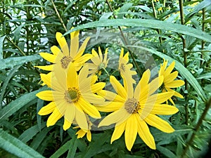 Dwarf sunflowers wild