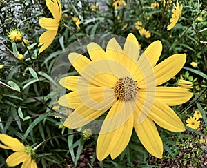 Dwarf sunflowers wild VI