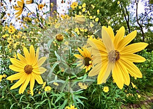 Dwarf sunflowers wild VII