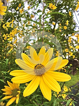 Dwarf sunflowers wild VIII