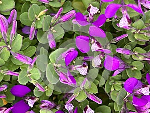 Dwarf Sweet Peanut Shrub, Polygala fruticosa