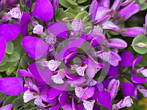 Dwarf Sweet Peanut Shrub, Polygala fruticosa