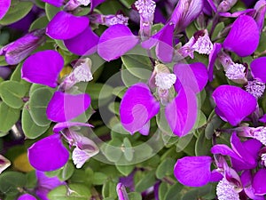 Dwarf Sweet Peanut Shrub, Polygala fruticosa