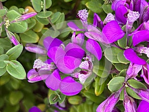 Dwarf Sweet Peanut Shrub, Polygala fruticosa