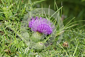 Dwarf Thistle