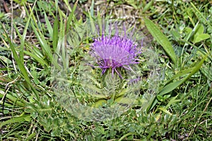 Dwarf Thistle