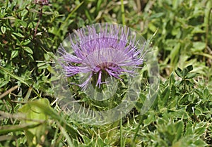 Dwarf Thistle