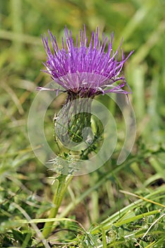 Dwarf Thistle