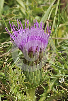 Dwarf Thistle