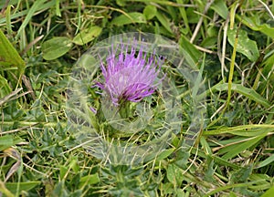 Dwarf Thistle