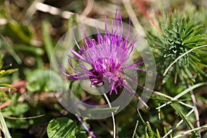 Dwarf thistle (Cirsium acaule)