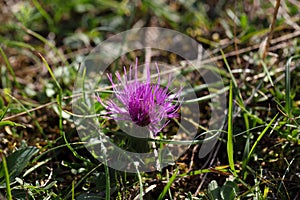 Dwarf thistle (Cirsium acaule)