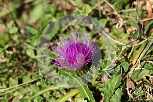 Dwarf thistle (Cirsium acaule)