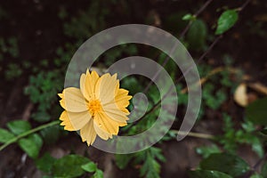 Dwarf Tickseed, Coreopsis auriculata \'Nana\', yellow cosmos daisy flower blooming in the wild