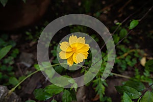Dwarf Tickseed, Coreopsis auriculata \'Nana\', yellow cosmos daisy flower blooming in the wild
