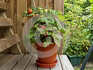 Dwarf tomato plant in a pot, variety Red Robin