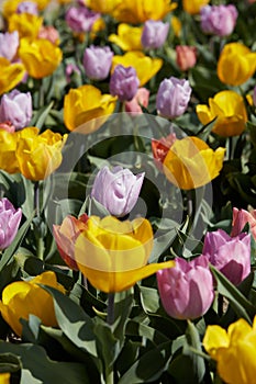 Dwarf tulip flowers in yellow, purple and pink colors texture background in spring