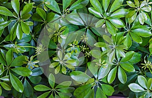 Dwarf Umbrella Schefflera actinophylla ornamental plants Background Pattern, Vertical Green Leaves Textured or Green Bush Backg